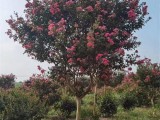 12公分紫薇树种植行情 速生红花型