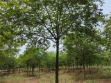 16公分朴树种植行情趋势