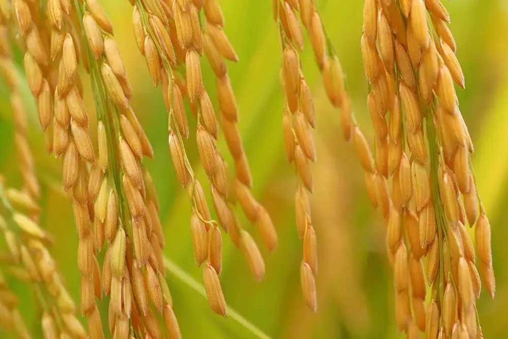 稻谷检测 大米检测 粮食中重金属检测