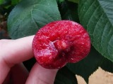 全国批发蜜露樱桃小苗基地大量供应各品种规格的大樱桃树苗价格优