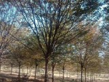 17公分榉树种植基地报价详情