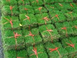马尼拉草坪景区园林地被绿化工程草块草卷耐踩踏带泥土真草皮