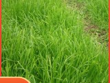 高羊茅草籽 进口耐践踏庭院免修剪护坡绿化草皮 四季青草坪种子