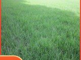 早熟禾草坪种子 四季常青耐寒庭院球场草护坡绿化 绿芃种业