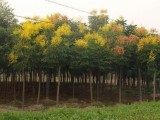 南京地区3公分4公分栾树价格参考