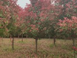 苗圃红叶石楠基地2米冠幅红叶石楠树报价