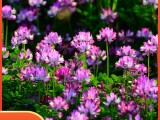 紫云英种子散称红花草养蜂蜜源高产绿肥牧草食用野菜种籽