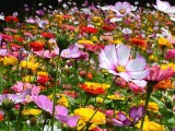 野花组合种子 多年生四季耐寒 室外庭院好养的花籽 绿芃园艺