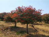红叶石楠树市场需求量大   独杆5公分红叶石楠价格