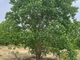 基地批发丛生乌桕树价格便宜杆多树种茂密