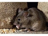 杭州专业灭鼠公司：老鼠种类常见的有哪三种？