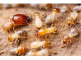 「杭州白蚁防治公司」家里发现白蚁怎么处理？