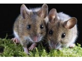 杭州灭鼠公司用氨水毒杀过老鼠的鼠洞，一年内老鼠不敢入内