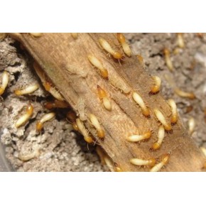 白蚁危害有哪些？该如何在秋季先手预防？