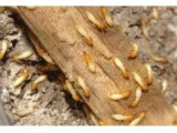 秋冬季节，如何检查白蚁灭治效果？