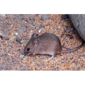 杭州灭鼠公司分享：地下储藏室如何做好防鼠措施？