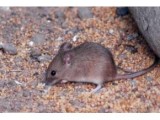 杭州灭鼠公司分享仓储环境如何有效防治老鼠？