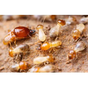 白蚁预防无淡季，对白蚁的防治要尽早尽快