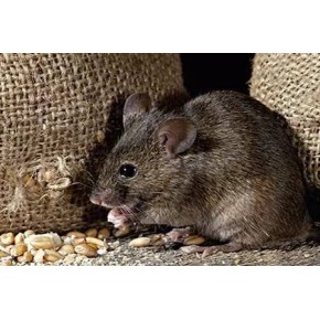 杭州灭鼠公司分享：如何判断是一只还是一窝老鼠？
