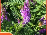 果园绿肥种子光叶紫花苕长柔毛野豌豆毛苕子养蜂蜜源植物牧草草籽
