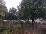 基地现有大量香樟树供应   25公分香樟多少钱一棵