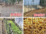 养殖网玉米网圈地围栏网