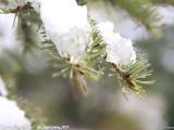 俊坤雪松种植基地 雪松种子哪里卖 昆明雪松种子