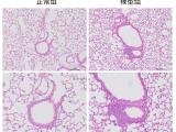 医学实验外包 英瀚斯生物科技公司 宁夏医学实验