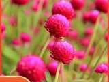 千日红千日紫种子百日红火球庭院景观绿化花卉盆栽易活花籽