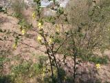 俊坤金雀花种植基地 金雀花苗哪家好 个旧金雀花苗