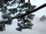 云南雪松种子 俊坤雪松哪里种 雪松种子基地