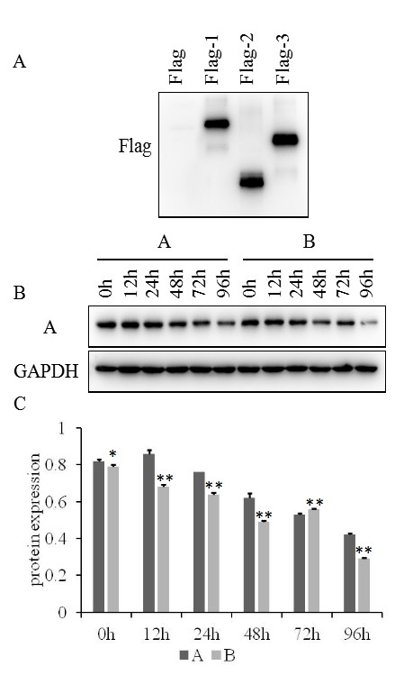 fish检测 连云港pcr 英瀚斯