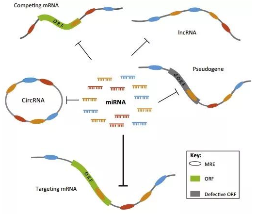 pcr实验室 英瀚斯生物科技 浙江pcr