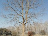乌桕树30公分价格表 大规格种植行情