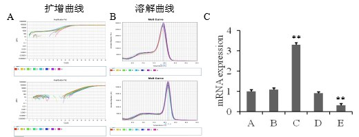 pcr 南京英瀚斯 荧光定量pcr