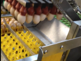 全自动分选装托机装盘机鸡蛋装托机集蛋机集蛋线蛋品分选装托