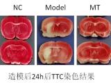 动物实验 英瀚斯 动物模型实验