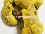 桑树桑黄的功效与作用 桑树桑黄 海阳长程食用菌研究所