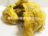 桑树桑黄干品功效 桑树桑黄干品 长程天麻桑树桑黄基地