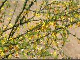 俊坤金雀花的 金雀花种植园 曲靖金雀花