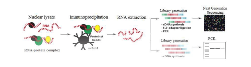 dna检测 资阳pcr 南京英瀚斯生物科技