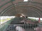养猪大棚 聚丰温室大棚按需定制 养猪大棚